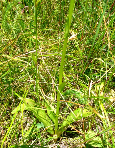 p1040481rid.jpg